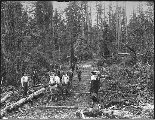 Horse team pulling log on Skid Road circa 1902