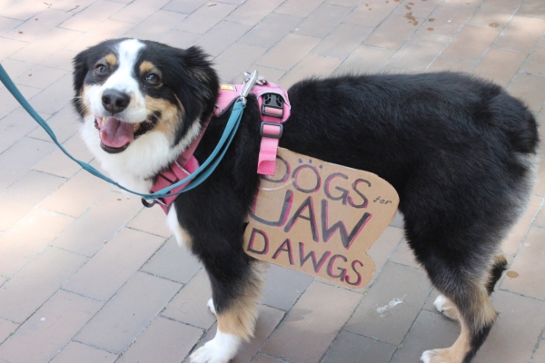 Medium-sized dog with Burmese mountain-dog coloring wears a cardboard sign saying, "Dogs UAW Dawgs."