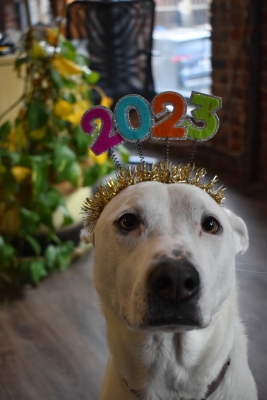 Photograph of white dog with black nose wearing 2023 tiara