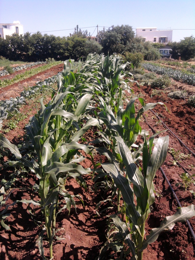 Nonprofits like Terre & Humanisme Maroc focus on growing plants like these and teaching accessible environmentally friendly agriculural techniques using agroecology. Writers Belay, Gloyd, and Day believe the Gates Foundation would better serve the interna