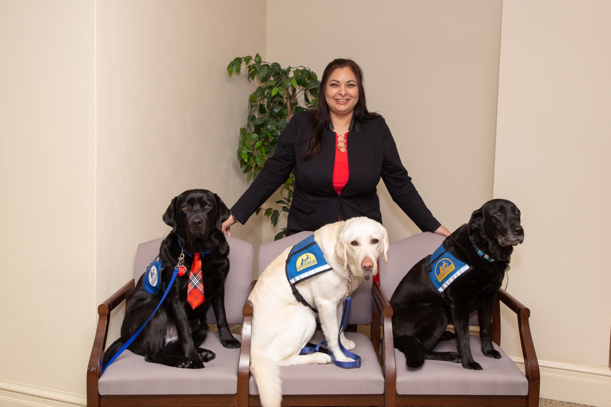 Smiling woman stands behind three chairs, in each of which sits a Labrador-type dog wearing a vest identifying them as service dogs.