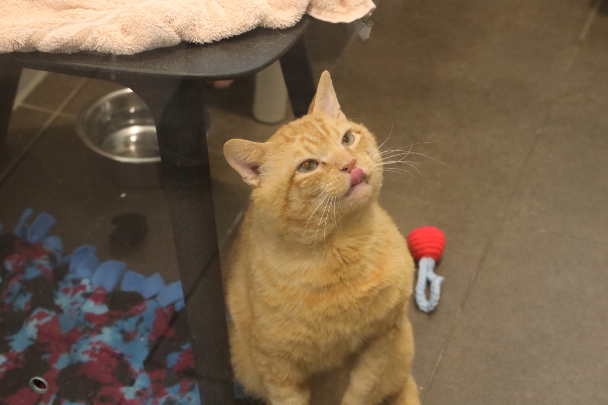 A cat looks up at the camera, displaying his annoyance at still being in the shelter.