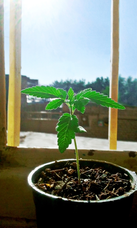 Photograph of weed plant in pot next to a barred window