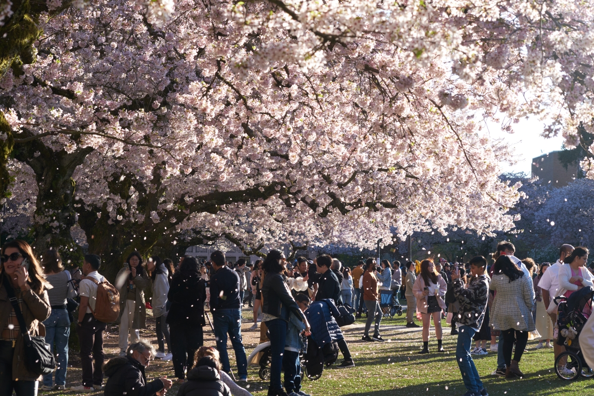 The Quad on the University of Washington campus is filled with people enjoying the blooming cherry blossom trees, March 29.