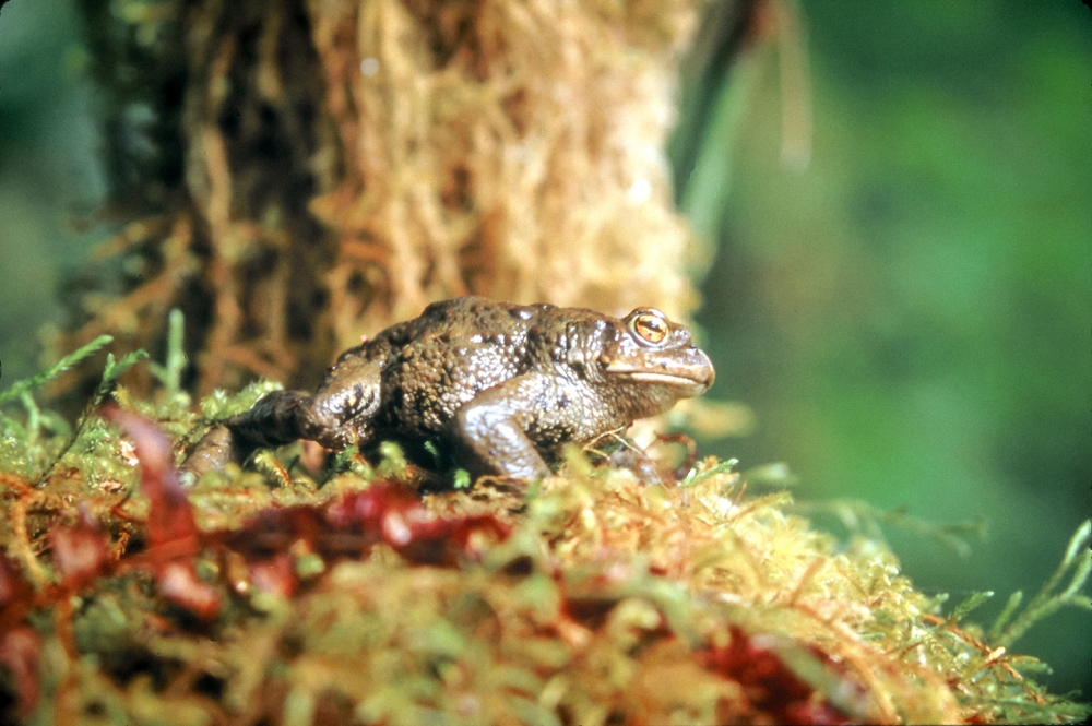 A Western toad in the Queets Rainforest. Photo by Bryant Carlin