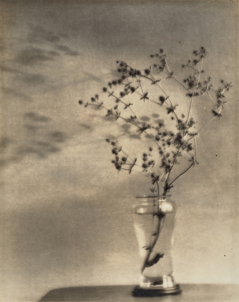 "Eryngium – An Arrangement," circa 1924 by Ella McBride, gelatin silver print  9½ × 7½ inches, private collection. Photo © TAM, photo by Lou Cuevas