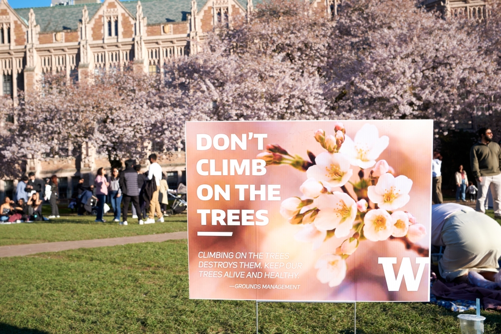 Signs around the cherry blossom trees on the UW campus ask visitors to not climb on them in order to avoid damage.