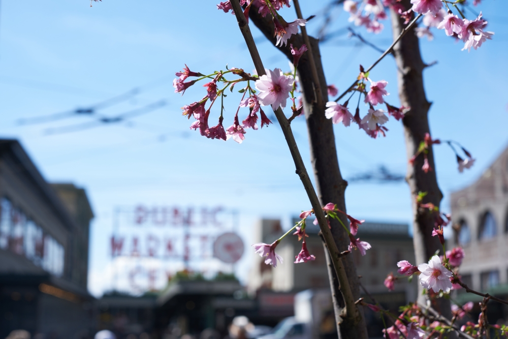 Cherry blossom trees can even be sighted at Pike Place Market in downtown Seattle.