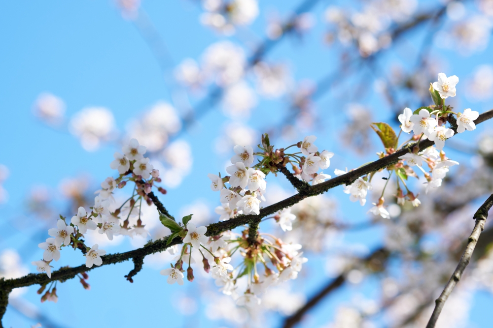 Delicate cherry blossoms cover the branches of the trees during spring, attracting admirers from all over the region.